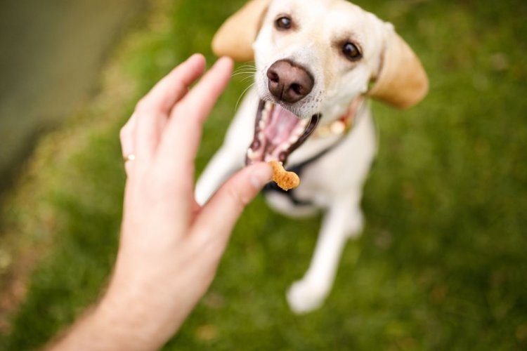 give treat to your dog