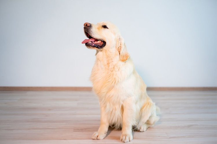 automatic laser pointer for dogs