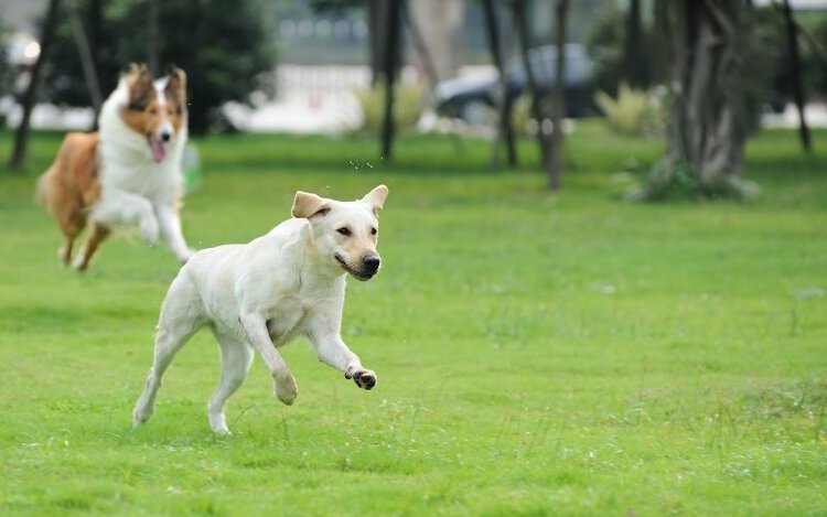 why do dogs chase lasers