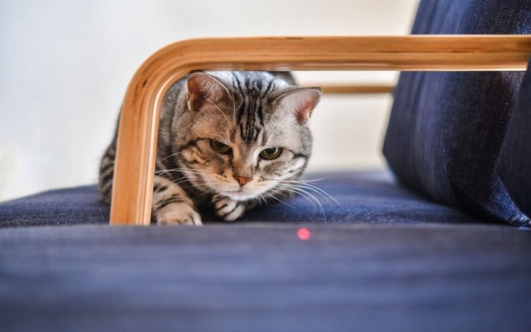 a red laser dot in front of the cat