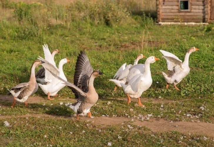 Will A Laser Pointer Scare Geese?