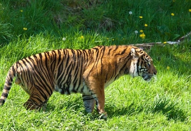 Will a Tiger, Lion Chase a Laser Pointer?