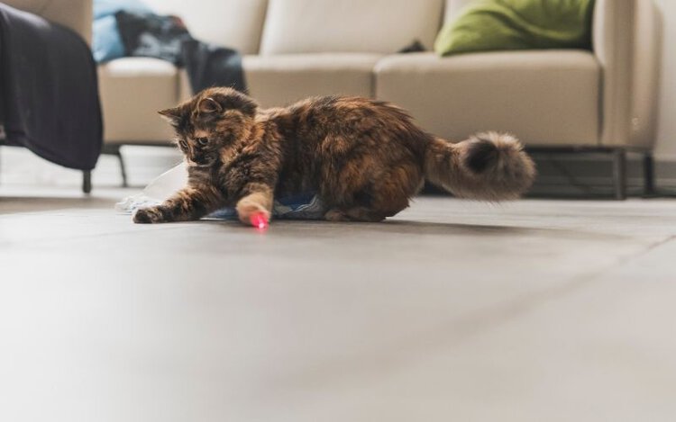 Cat plays with laser pointer