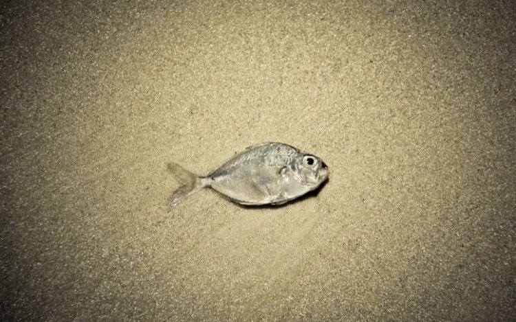 Death fish lying on sand