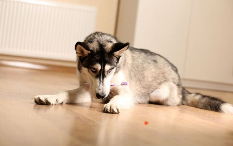 Dog plays indoor with stick and laser pointer