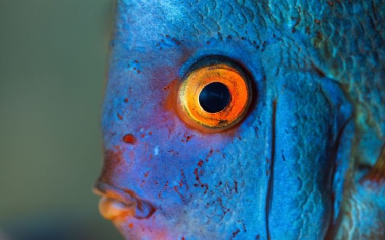 Fish eye closed up
