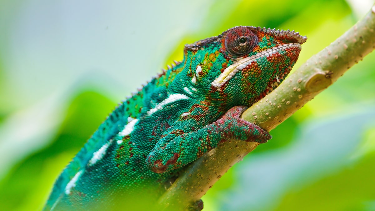 a 4K image of Chameleon on a tree