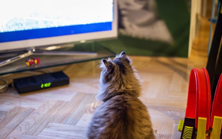 a cat is looking at the TV