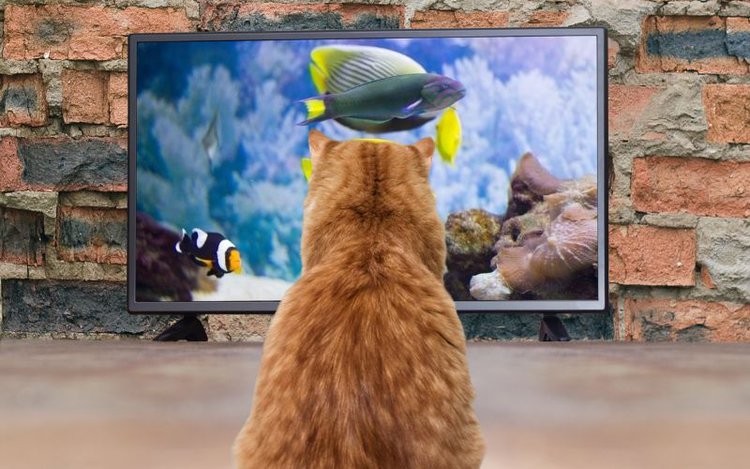 a cat is looking at the fish on the TV screen