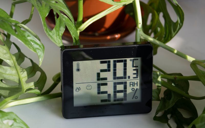 a home thermometer among the houseplants