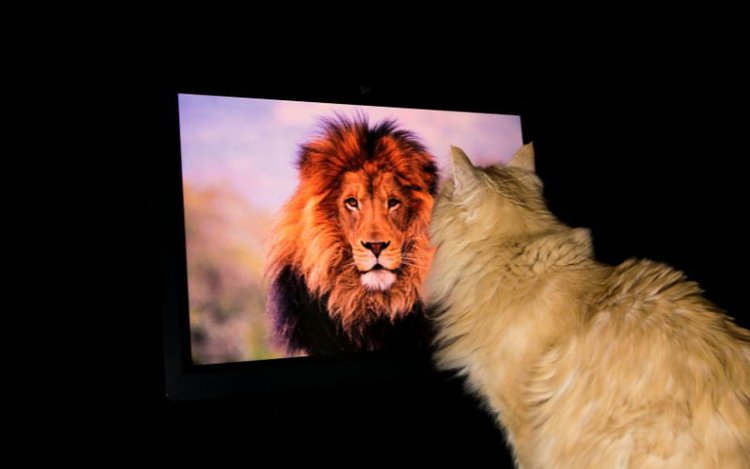 cat is looking at the lion on TV