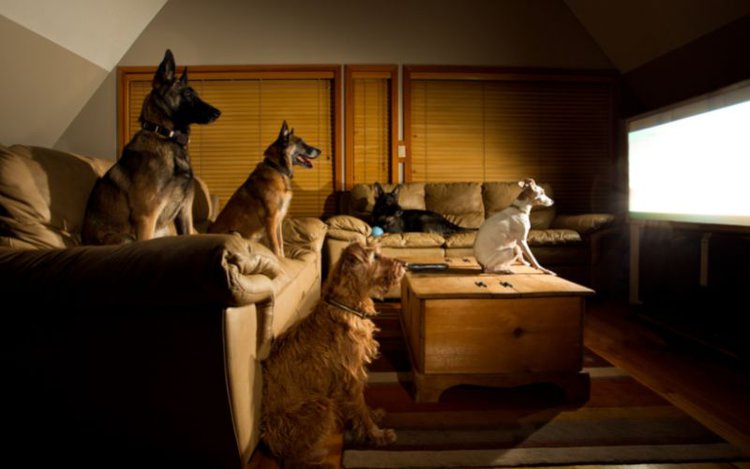 four dogs is watching TV