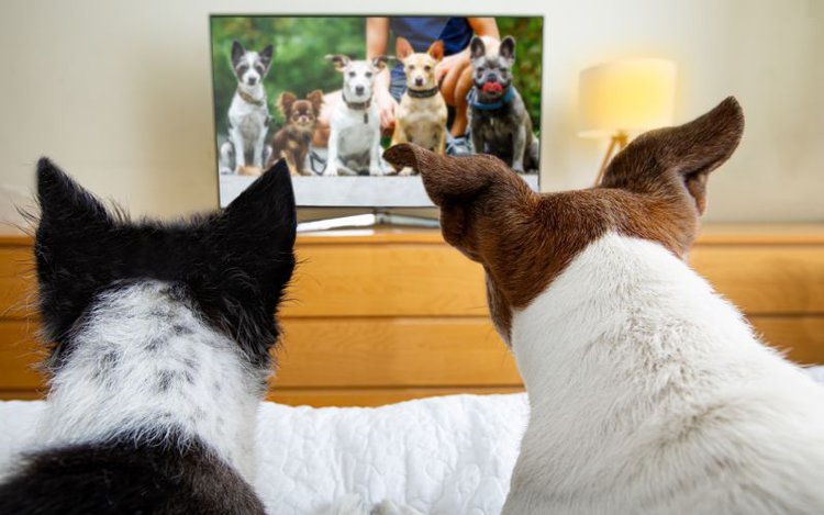 Can Dogs & Cats Really Watch TV?