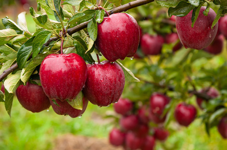 Apple tree with water on them