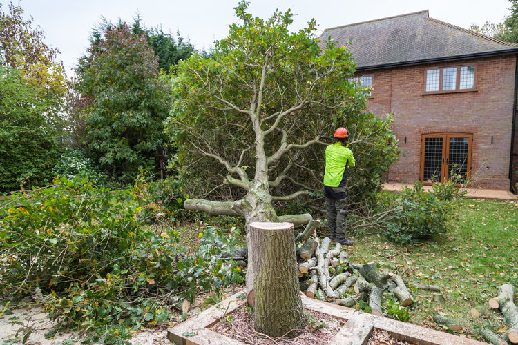 Cutting down tree in the house yard