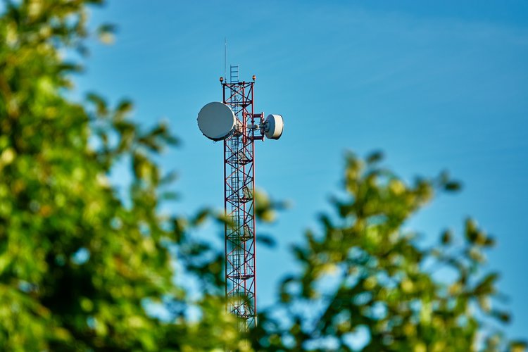 Tree and TV antenna