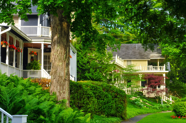 Tree in the neighborhodd