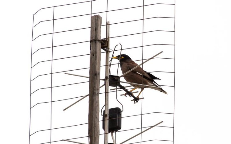 a bird is biting the cable of the TV antenna