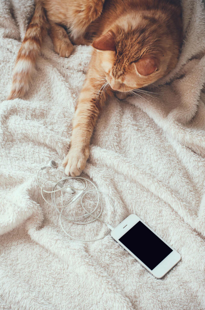 a cat and a phone on bed