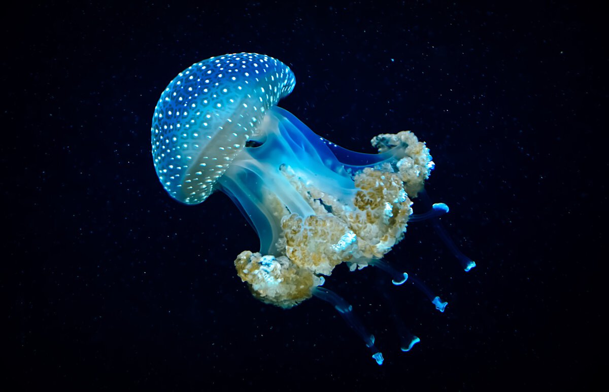 Blue Transparent Jellyfish In Deep Dark Blue Sea
