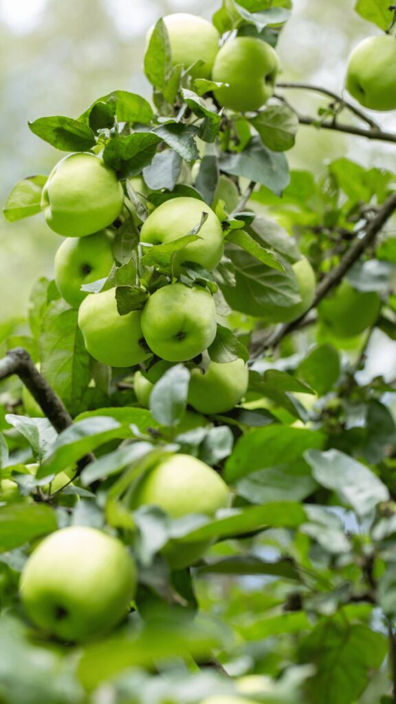 Ripe Green Apples on Tree Branch