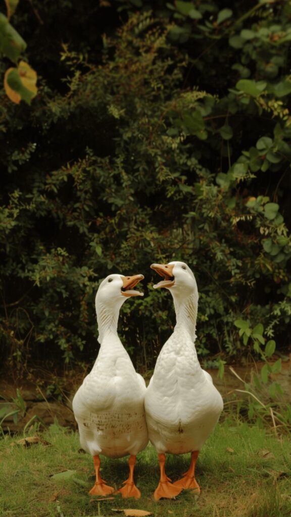 Two White Ducks With Orange Beaks in the Woods