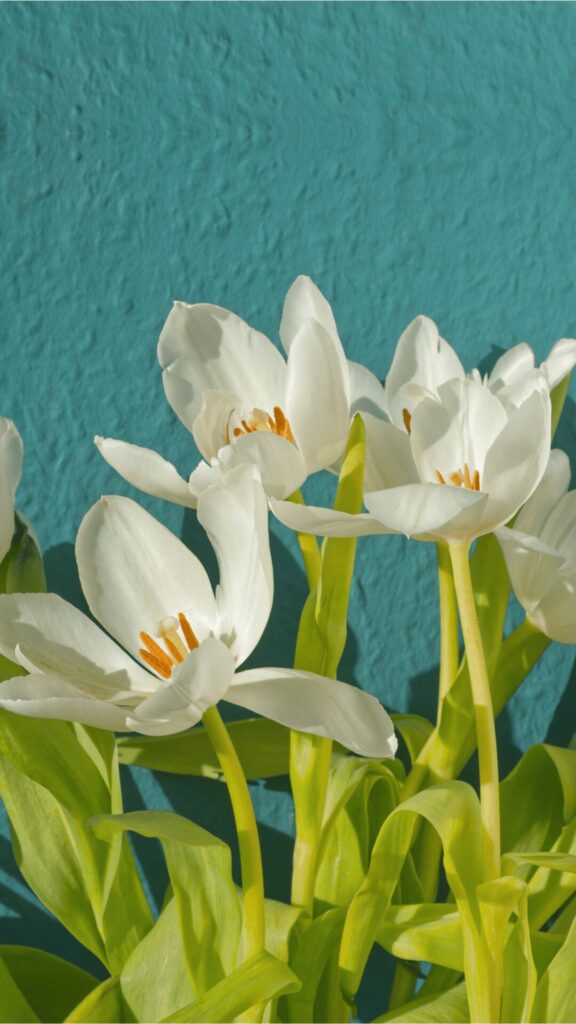 White Tulips on Teal Background